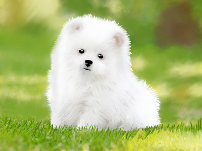 White dog