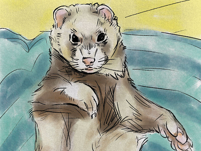 Dewey Sketch dewey ferret illustration photoshop sketch