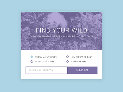 Find Your Wild card debut dribbble subscribe subscription ux