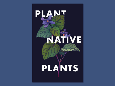 Native Plants Poster Design illustration native plant illustration plant illustration scientific illustration