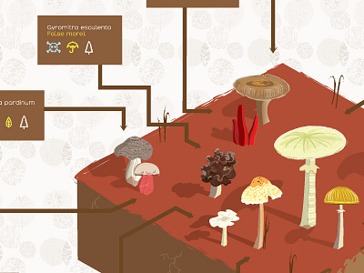Mushroom Infographic Crop