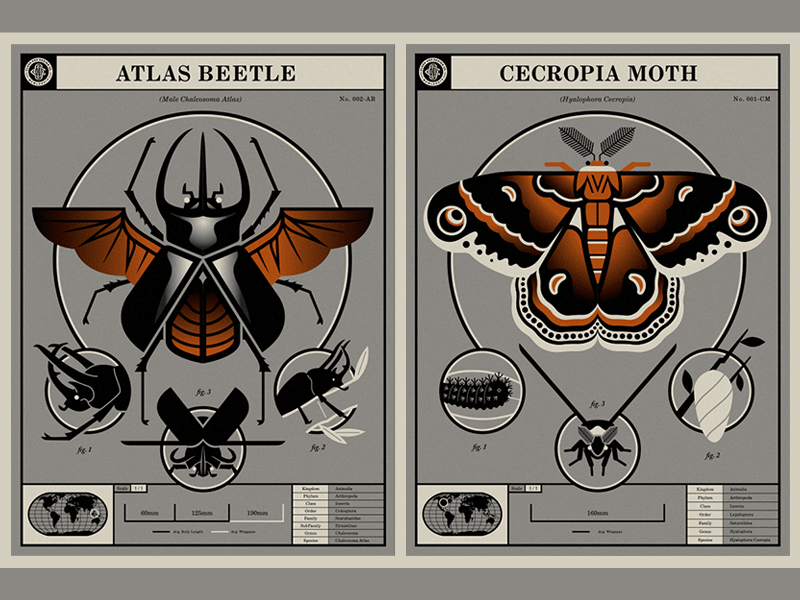 Beetle & Moth Poster classic design diagram illustration insects poster scientific taxonomy vintage