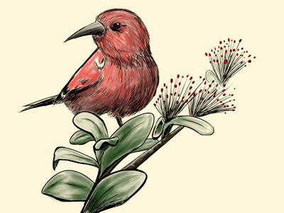Apapane Sketch bird digital inking digital painting illustration nature pohutukawa sketch