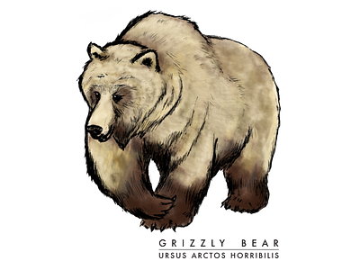 Grizzly Bear digital colouring digital illustration digital inking digital painting illustration species at risk wildife illustration
