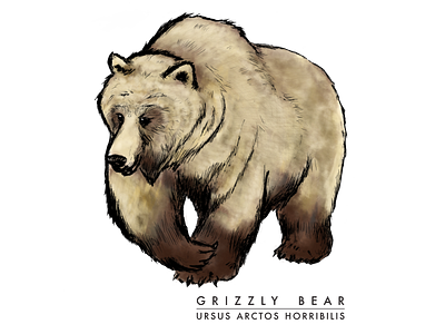 Grizzly Bear