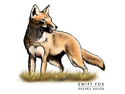 Swift Fox digital colouring digital illustration digital inking digital painting illustration