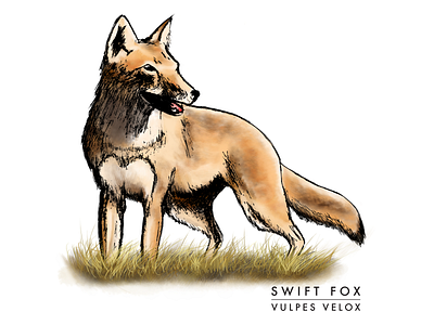 Swift Fox