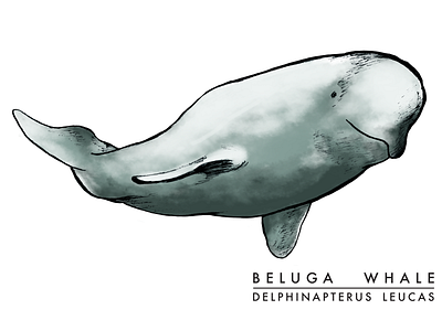 Beluga Whale digital colouring digital illustration digital inking digital painting illustration