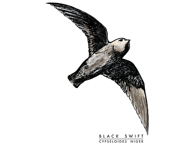 Black Swift animal digital colouring digital illustration digital inking digital painting illustration species at risk wildlife illustration