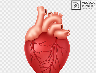 Realistic Human Heart adobe illustrator anatomy body part cardiology design health heart heart attack human illustration internal medical medical care organ vector