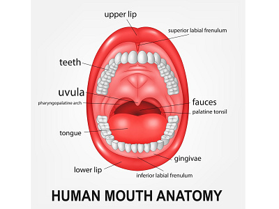 Human Mouth Anatomy adobe illustrator anatomy design fauces health healthcare human illustration lip medical medicine mouth teeth throut tongue vector