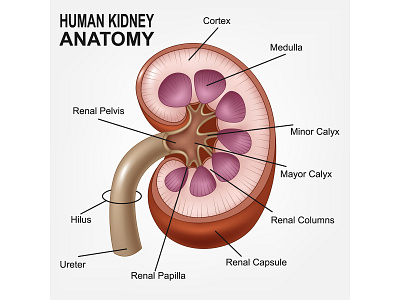 Human Kidney Anatomy adobe illustrator anatomy biology design disease education health healthcare illustration kidney medical medicine organ vector