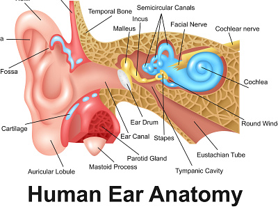 Human Ear Detailed Anatomy adobe illustrator anatomy audio biology design education health healthcare hearing heart human illustration listening medical medicine vector