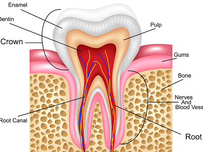 Human Tooth Detailed Anatomy adobe illustrator anatomy biology dental dentist design health healthcare illustration medical medicine mouth teeth tooth toothbrush treatment vector