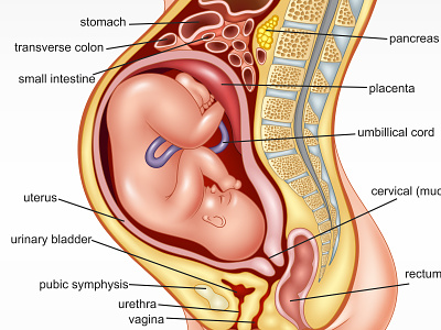 Normal Pregnant female anatomy abortion adobe illustrator anatomy baby biology birth childbirth design embrio female health healthcare illustration placenta pregnant reproduction science uterus vector