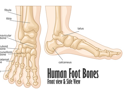 Human foot bones front and side view anatomy