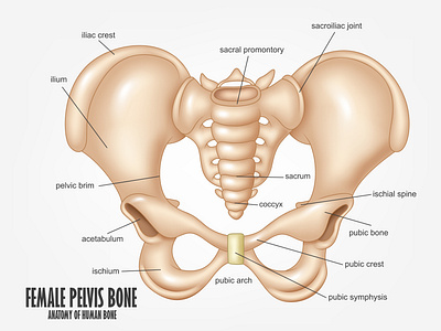 Female Pelvis Bone anatomy