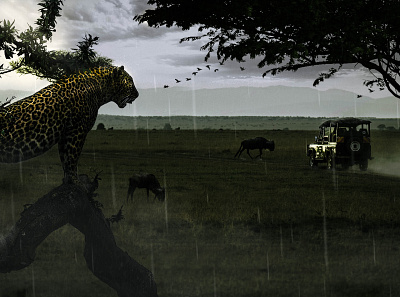 Safari Wallpaper 4k design hd leopard photoshop safari wallpaper