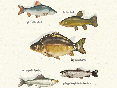 Fish illustrations design fish illustration nature poster rustic
