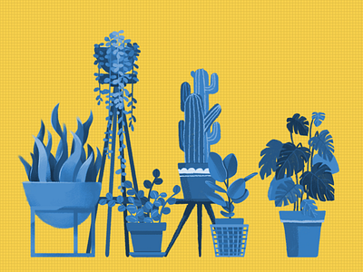 illustration_Plants illustration