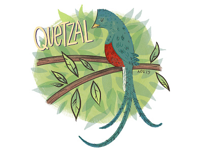 Q is for Quetzal animal animal alphabet animal illustration digital illustration doodle drawing illustration illustrator quetzal