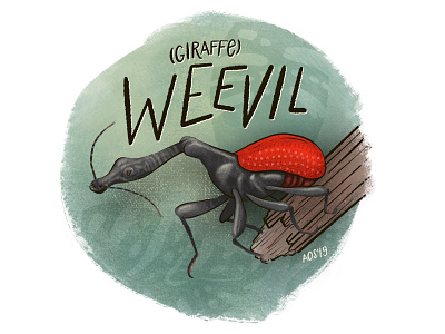 W is for Weevil