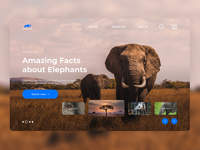 Animal Planet Redesign | Elephants