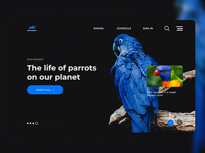 Animal Planet Redesign | Parrots animal design minimal parrot parrots planet typography ui ux website