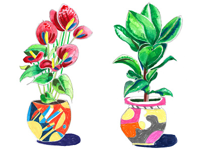 Anthurium & Rubber Plant llustrations