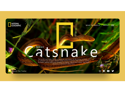 Catsnake uidesign uxdesign