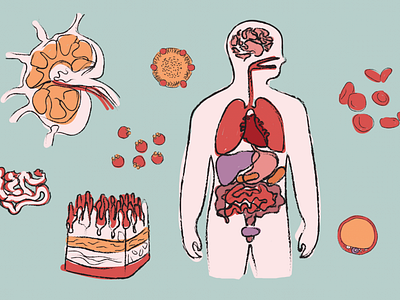 Anatomy Illustrations