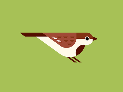 House Sparrow bird geometric illustration house sparrow minimal bird sparrow