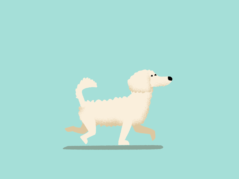 Ogi the french Poodle walking after effect animation dog illustration walk