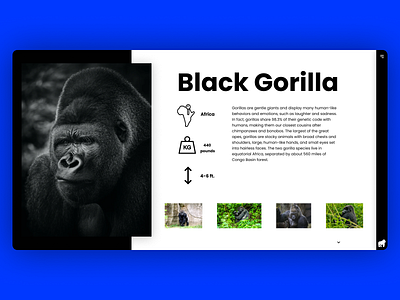 🦍 Gorillas black blue figma figmadesign gorilla green illustration poppins sketch ui uidesign uiux ux uxdesign web web design webdesig white