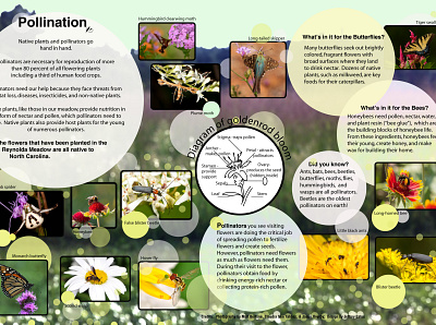 Meadow Pollinators community design education illustration typography vector