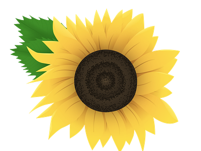 Sunflower bloom design flower illustration summer sunflower vector