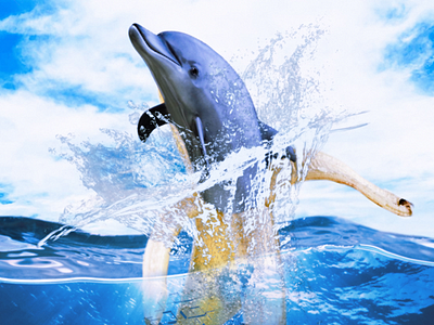 Dolphin apeel photomontage surreal