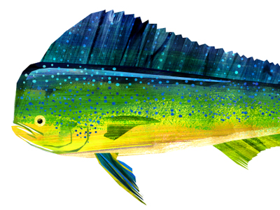 Dorado dorado fish illustration texture