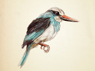 Kingfisher handmade illustration watercolor