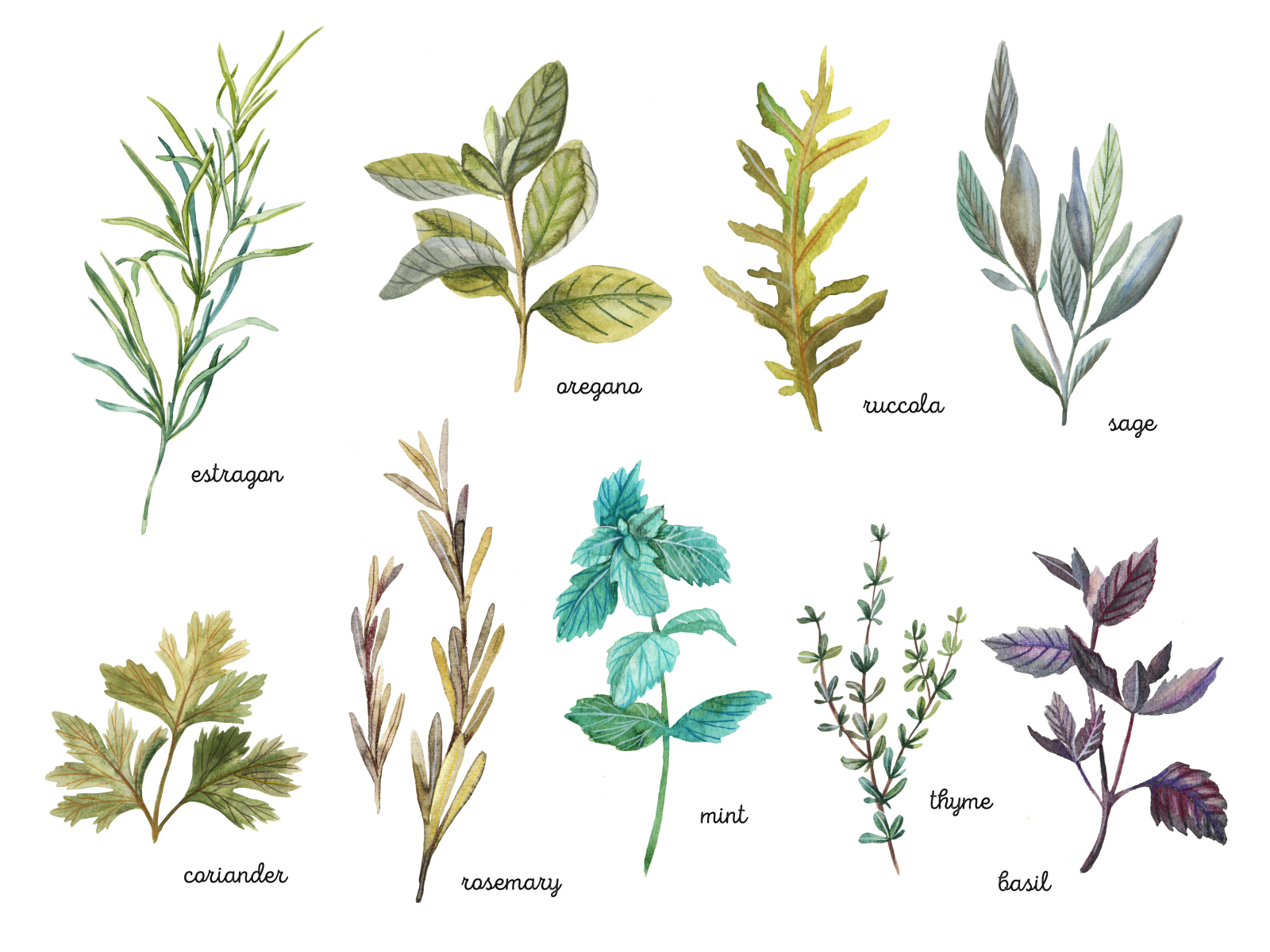 Herbs by Mariana Mikitiuk on Dribbble