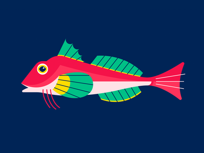 Red Gurnard fish gillustration gillustrations marine ocean sea water