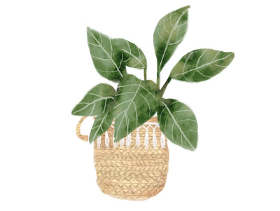 Cute plant in a basket art design illustration painting paintings plant illustration procreate watercolor