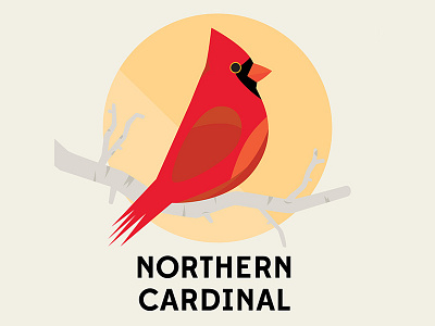 Northern Cardinal - Birds of the Blue Ridge birds blue ridge cardinal carolina mountains nc vector