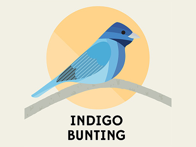 Indigo Bunting - Birds of the Blue Ridge asheville bird art birds blue blue ridge blue ridge mountains indigo indigo bunting north carolina vector