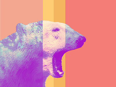 Polar Bear Graphic art colors design designer digital art photograph photography