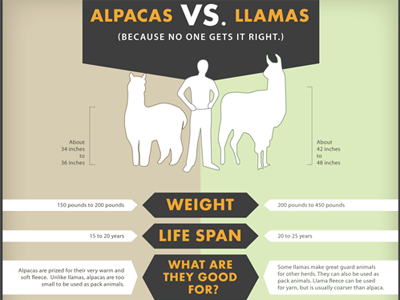Alpaca Infographic alpaca infographic vector