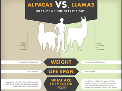 Alpaca Infographic