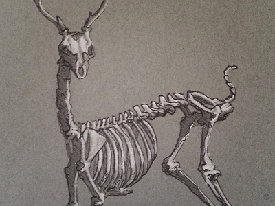 Deer For My Dear deer french paper illustration ink skeleton