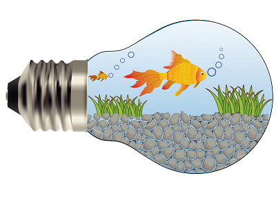 Bulb Fish