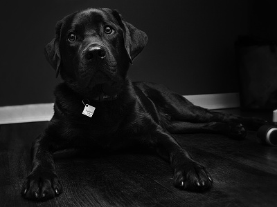 hudson black and white bw dog hudson lab labrador mans best friend pet photography puppy